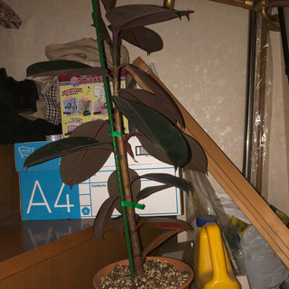 【ネット決済】観葉植物　ゴムの木