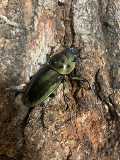 (新成虫大型)ババオウゴンオニクワガタ♀単