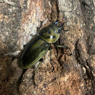 (新成虫大型)ババオウゴンオニクワガタ♀単