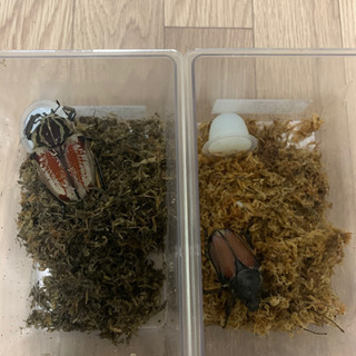 (新成虫)ゴライアス・ゴリアテス