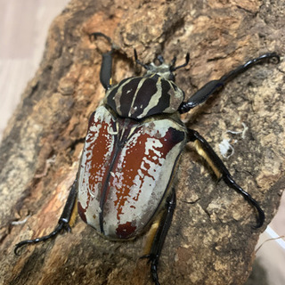 (新成虫)ゴライアス・ゴリアテス