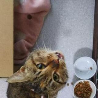 解決済♪しまなみ海道 迷い猫 サビトラ 6ヵ月 元の飼い主探してます − 広島県