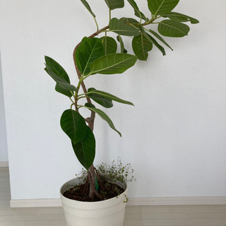 観葉植物　⭐︎フィカスアルテシマ⭐︎  ゴムの木