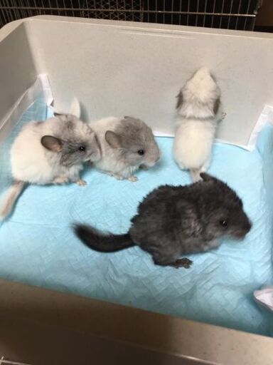 小動物 ブリーダーをしています チンチラ ぽにょ 前橋のその他の無料広告 無料掲載の掲示板 ジモティー
