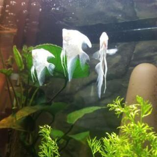 アクアリウム始めてみませんか プラック 高尾のその他の中古あげます 譲ります ジモティーで不用品の処分