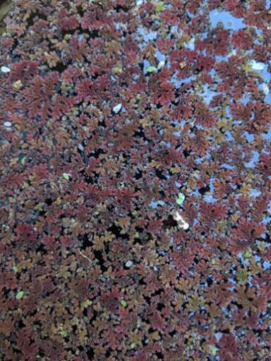 水草 アカウキクサ 屋外越冬株 カップ入り バブルス 豊田市のその他の中古あげます 譲ります ジモティーで不用品の処分