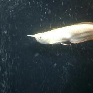 アルビノシルバーアロワナセミショート22㎝±