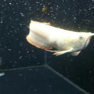 アルビノシルバーアロワナセミショート22㎝±