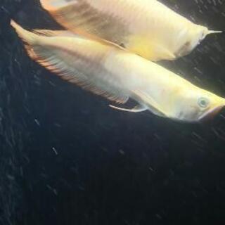 アルビノシルバーアロワナセミショート22㎝±