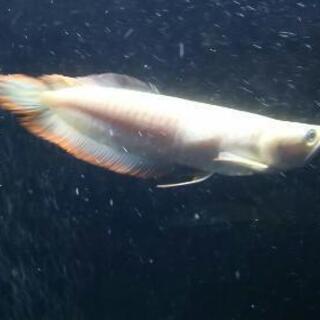 アルビノシルバーアロワナセミショート22㎝±