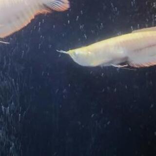 アルビノシルバーアロワナセミショート22㎝±