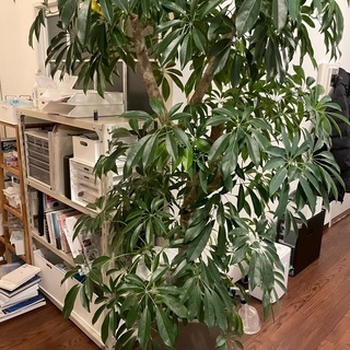 180cm観葉植物（シャフレラ）+鉢付き