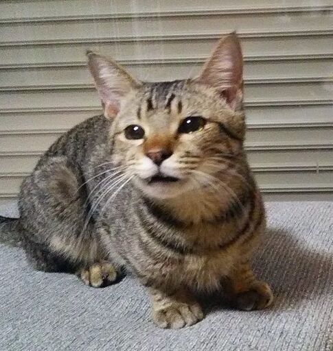 多頭飼い飼育からの救出猫 (にゃんむすび) 南あわじの猫の里親募集 