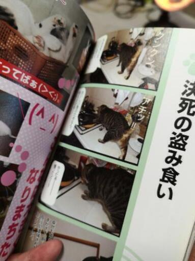 ぬっこぬこにしてやんよ ぬこ弁当 鎌田 三軒茶屋の写真集の中古あげます 譲ります ジモティーで不用品の処分 ぬっこぬこにしてやんよ ぬこ弁当 鎌田 三軒茶屋の写真集の中古あげます 譲ります ジモティーで不用品の処分