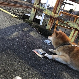 しゅる　一歳の男の子　再投稿の画像