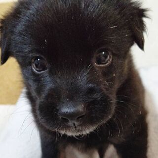 【必ず最後までお読み下さい】元野犬の赤ちゃん里親募集です😄