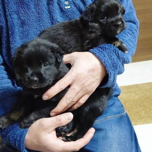 必ず最後までお読み下さい 元野犬の赤ちゃん里親募集です かな 君津のその他の里親募集 ジモティー