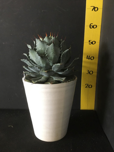観葉植物　アガベ雷神