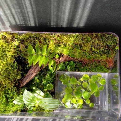 わたり棒のある 自然の中の飼育箱 ビバリウム アクアリウム 苔テラリウム サリー 東茨城のその他の中古あげます 譲ります ジモティーで不用品の処分