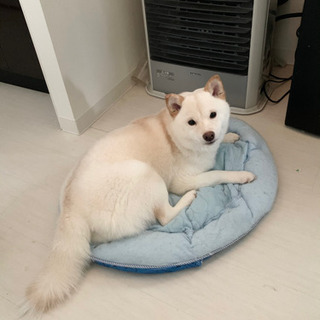 【募集停止】柴犬（白）9ヶ月 − 北海道