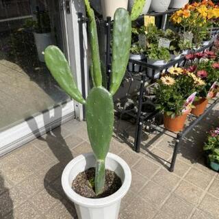 サボテン🌵