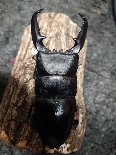 (insectbase)新成虫 パラワンオオヒラタ♂103㎜アップ♀50㎜ペア‼️