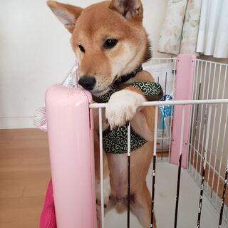 柴犬パピー犬　友達募集