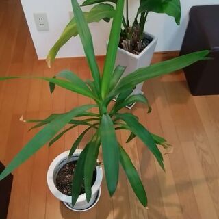 ユッカ（青年の木)とオーガスタ　観葉植物