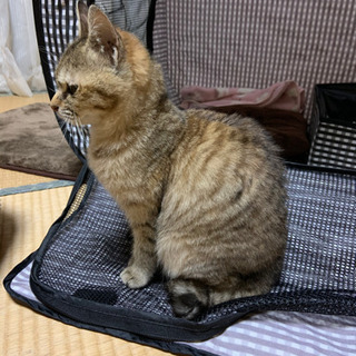 ◆現在相談中◆急募◆膝の上に乗ってきた人懐こい子猫保護しました − 栃木県
