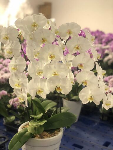 胡蝶蘭　大輪　3本立ち　白　30輪