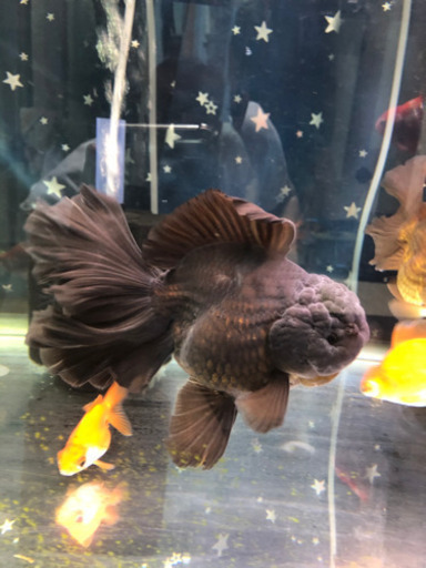 中国産　ローズテールオランダ♀黒