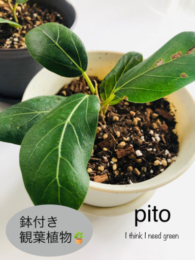Sale 値下げ 観葉植物フィカスベンガレンシスベンガルゴムゴムの木鉢付き ホワイト Pito 前橋大島の家具の中古あげます 譲ります ジモティーで不用品の処分