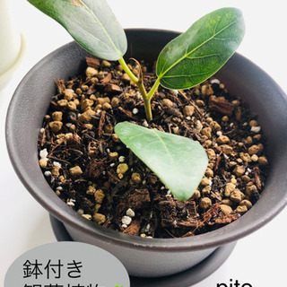 【SALE】【値下げ】観葉植物　フィカスベンガレンシス　ベンガル...