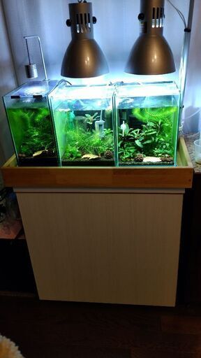 全てまとめて写真の水槽、水槽台、ライト、水槽の中の水草（ブセファランドラ、クレピドマネスパプアニューギニア、クレピドマネスカリカット）生体シュリンプ（ブラックナナシー,レッドビーハイグレードと蝦姫,ブラックビーブルーフェイスも何匹かいます。必要な物全て揃ってます！