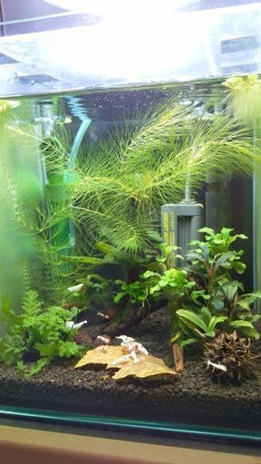 全てまとめて写真の水槽、水槽台、ライト、水槽の中の水草
