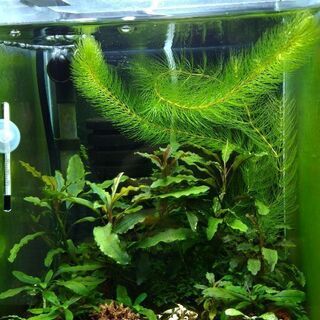 全てまとめて写真の水槽、水槽台、ライト、水槽の中の水草