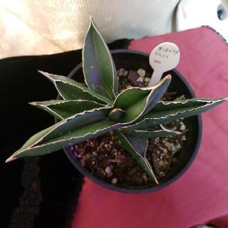 中古ﾟサンセベリアが無料 格安で買える ジモティー