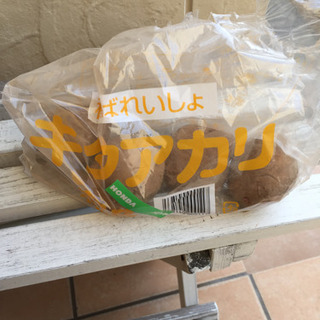 【ネット決済】ジャガイモ キタアカリ 種芋4ケ