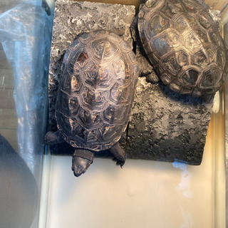 ゼニガメ 里親募集 ジモティー ゼニガメ 里親募集 ジモティー