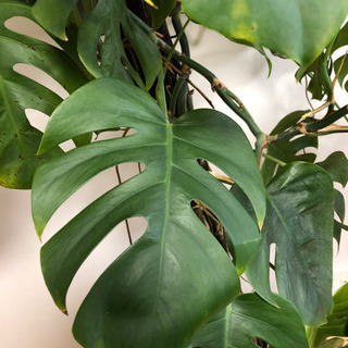 モンステラ 大 観葉植物