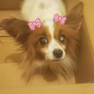 長崎県 佐世保市の犬の里親募集 ジモティー