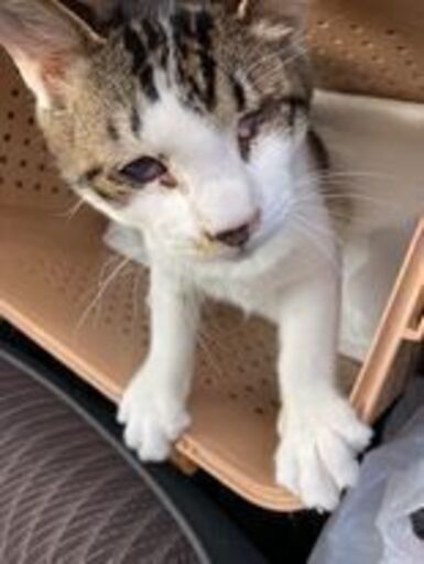 障害のある猫ちゃんの命を助けてください Mochi 竜王の猫の里親募集 ジモティー 障害のある猫ちゃんの命を助けてください Mochi 竜王の猫の里親募集 ジモティー