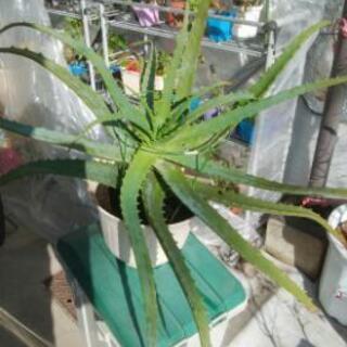 観葉植物，特大アロエ  値下げしました！