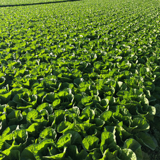 農業を仕事にする！野菜の生産スタッフ