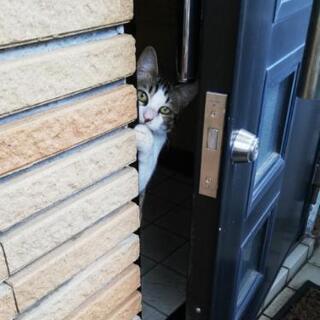 沖縄の里親募集 ジモティー