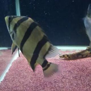 フォーバータイガーダトニオ16㎝±