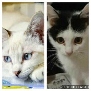 奈良県 生駒市の猫の里親募集｜ジモティー