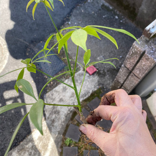 カポック2 観葉植物　シェフレラ