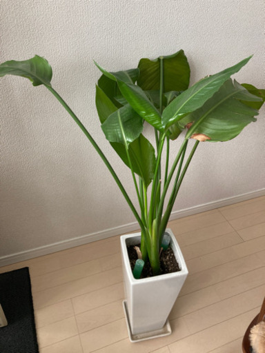 観葉植物　オーガスタとモンステラ2点