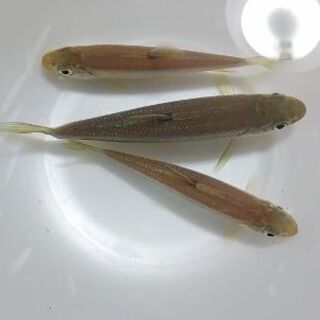 カワムツ その他の中古が安い 激安で譲ります 無料であげます ジモティー